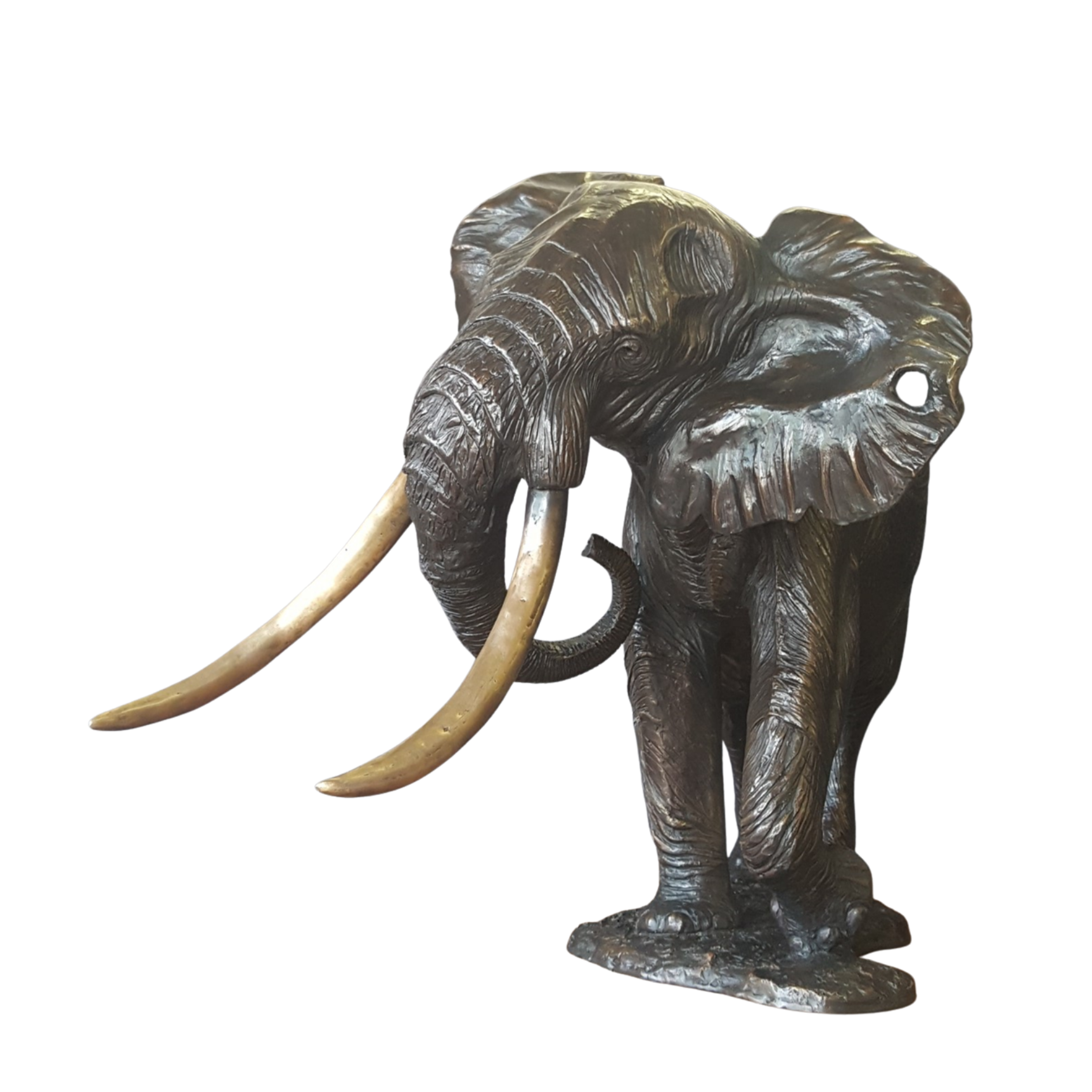 Bronze Elephant - Phelwane | Wildlife Art